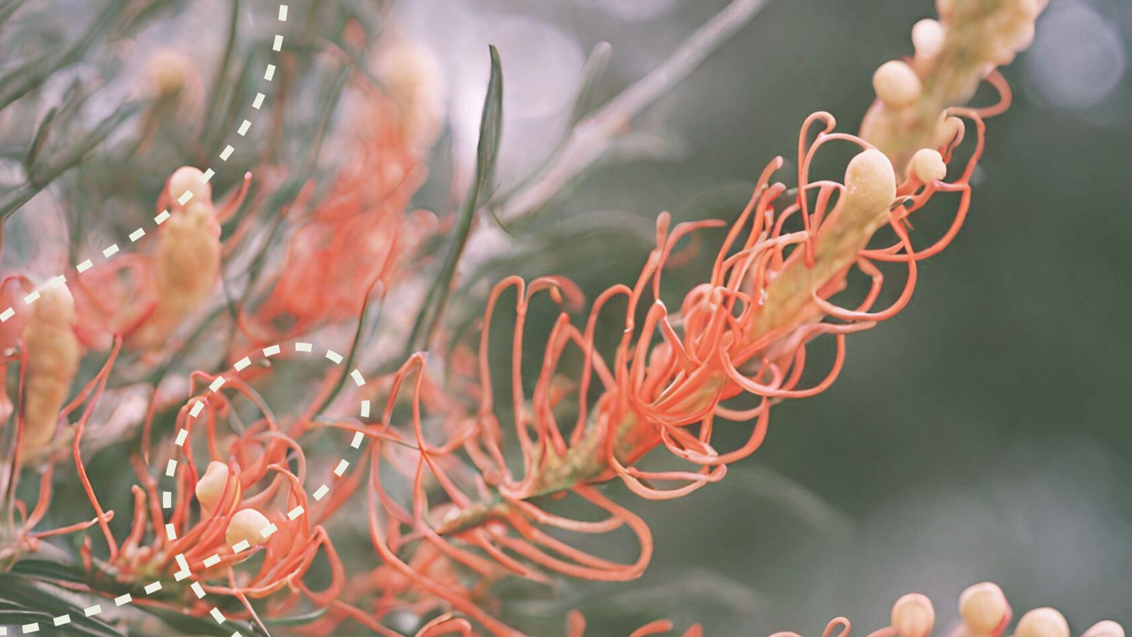 ANRA Decorative image of Australian native flowers