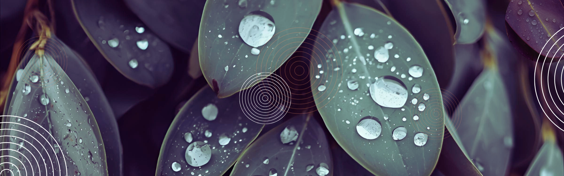 Empowering evidence: ANROWS’ role in leading national research to end violence